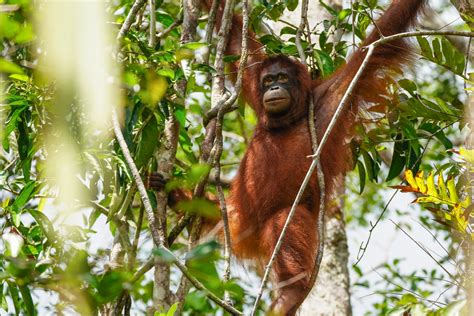  Taman Nasional Tanjung Puting, 깊은 열대우림 속 오랑우탄과의 만남!